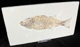 Bargain Mioplosus Fossil Fish - Uncommon Species #21449-1